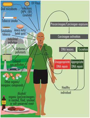 Implications of oral dysbiosis and HPV infection in head and neck cancer: from molecular and cellular mechanisms to early diagnosis and therapy